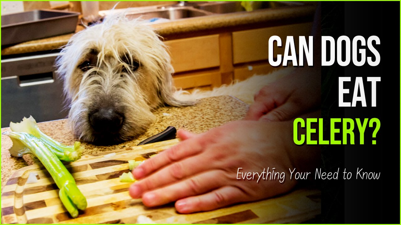 can dogs eat celery.jpg?resize=1200,630 - Can Dogs Eat Celery- The Hidden Truth About The Nutritious Treat