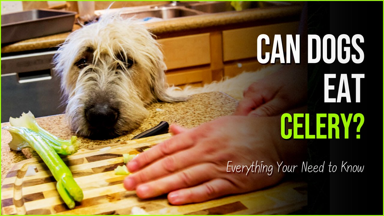 can dogs eat celery.jpg?resize=412,275 - Can Dogs Eat Celery- The Hidden Truth About The Nutritious Treat