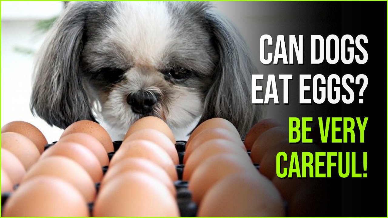 can dogs eat eggs.jpg?resize=1200,630 - Can Dog Eat Eggs? Yes, But Don’t Forget These Important Exceptions