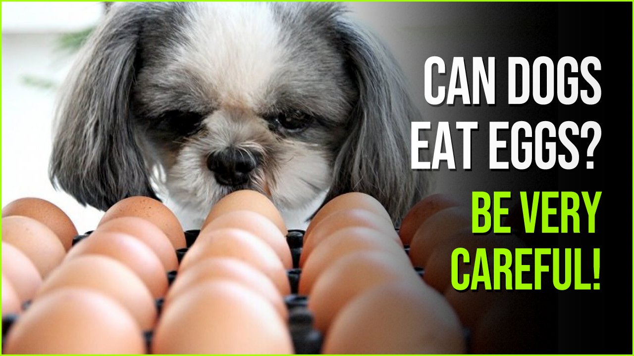can dogs eat eggs.jpg?fit=1024%2C576&ssl=1&strip=all - Can Dog Eat Eggs? Yes, But Don’t Forget These Important Exceptions