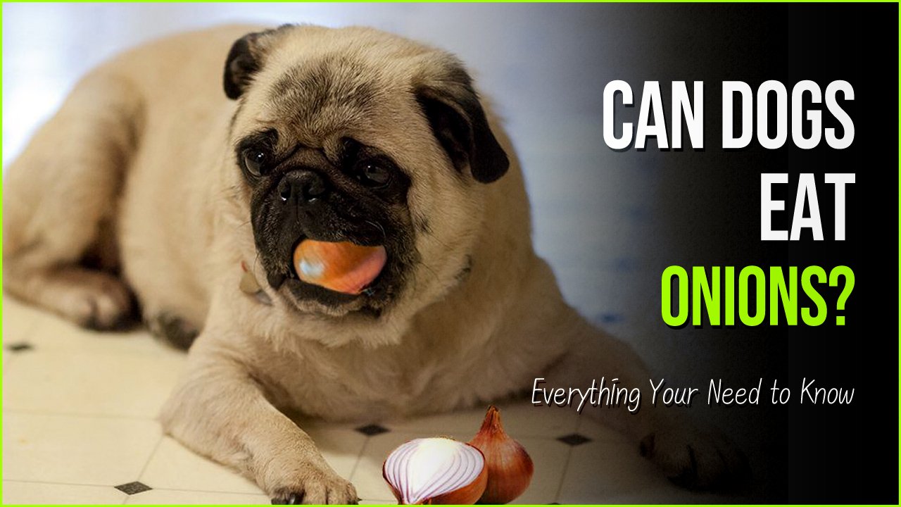 can dogs eat onions.jpg?resize=412,275 - Can Dogs Eat Onions - Here's The Real Reason Why They Shouldn’t