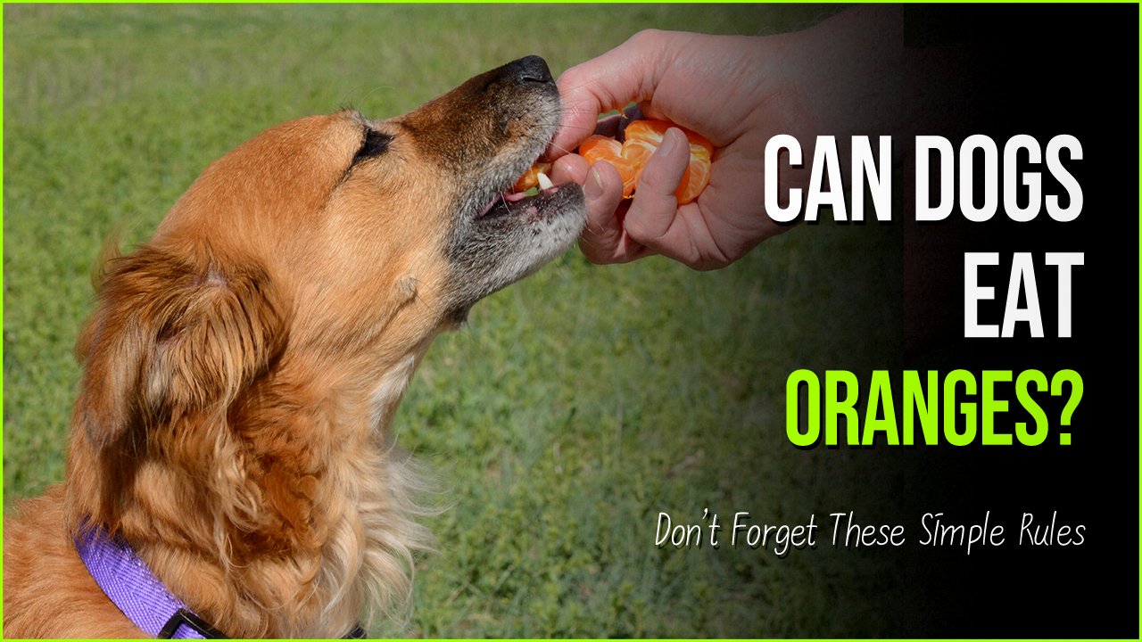 can dogs eat oranges.jpg?resize=412,275 - Can Dogs Eat Oranges? You Bet it, But Don’t Forget These Simple Rules