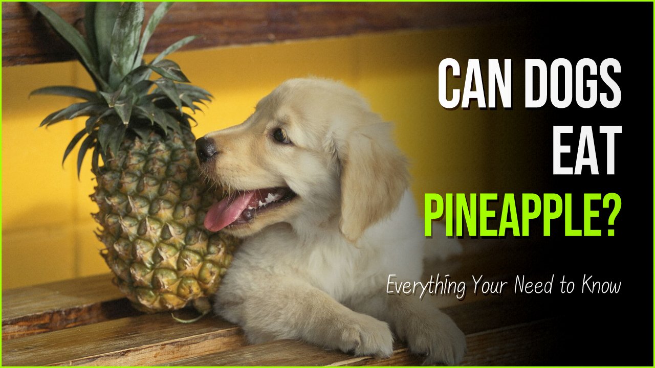 can dogs eat pineapple.jpg?resize=300,169 - Can Dogs Have Pineapple? Yes They Can, But Follow These Guidelines