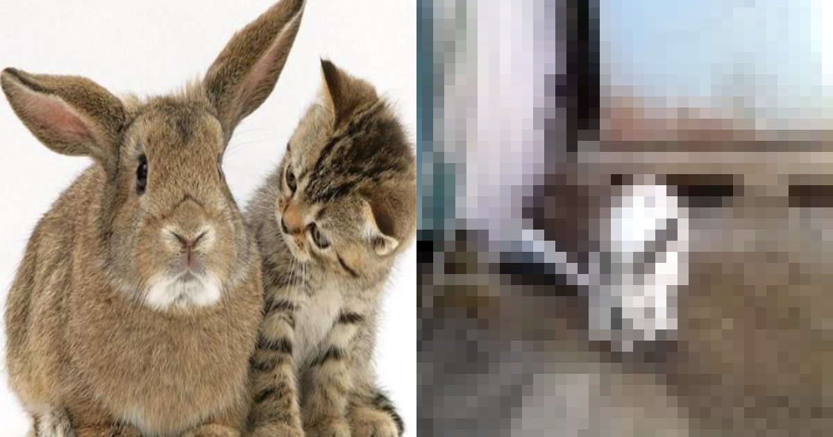cat rabit.png?resize=1200,630 - 飼い主「飼い兎の様子が変、、、」ウサギは閉じ込められていた子猫を救出！