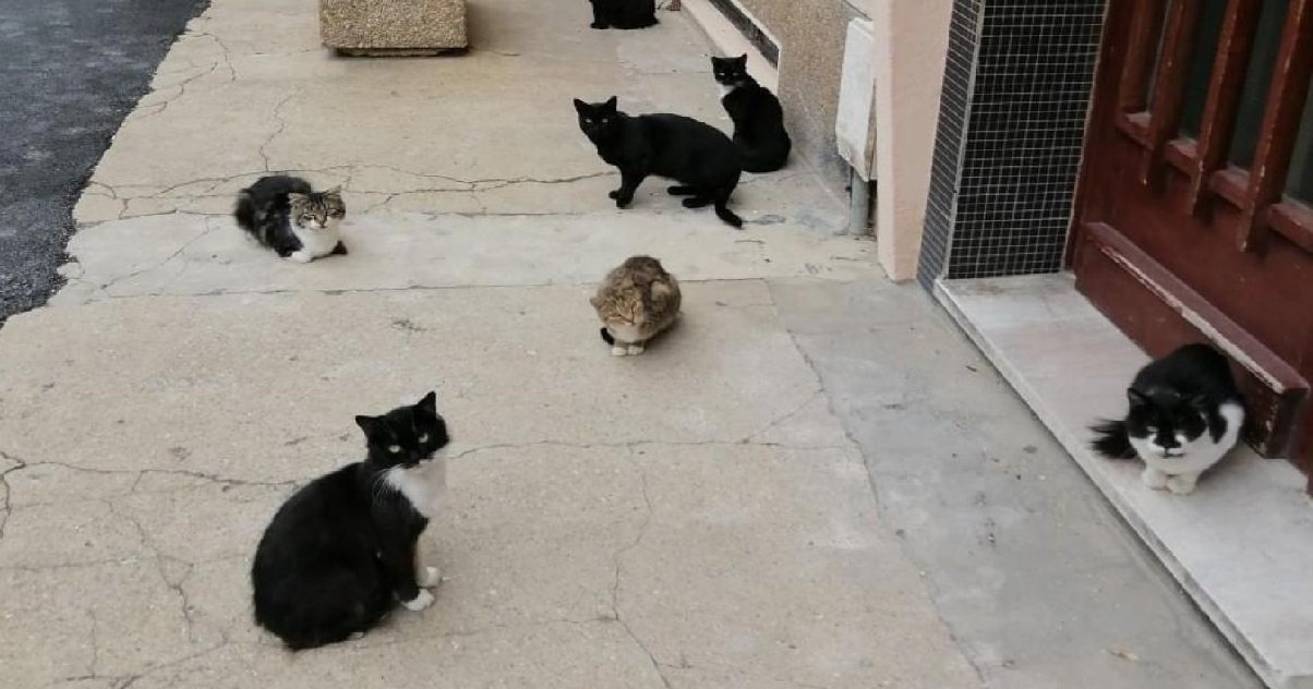 Qui S Amuse A Tirer Sur Les Chats Du Quartier Au Fusil A Plomb Depuis Le Debut Du Mois De Juin Vonjour Qui S Amuse A Tirer Sur Les Chats Du Quartier Au Fusil A Plomb Depuis Le Debut Du Mois De Juin Vonjour