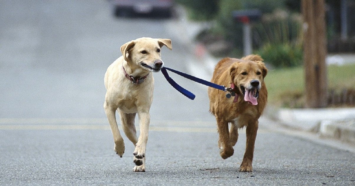 chien 2.jpg?resize=412,275 - Une femme a été retrouvée morte, étranglée par les laisses de ses chiens...