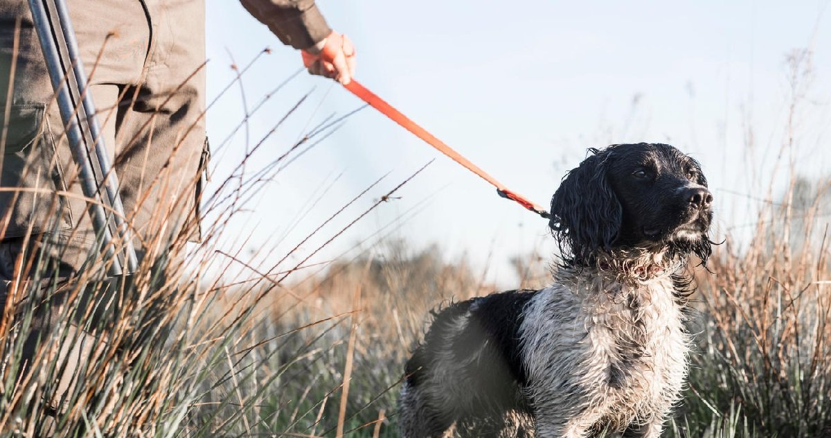 chien.jpg?resize=412,275 - Dordogne: des chiens de chasse attachés à des arbres et blessés ont été découverts dans un bois