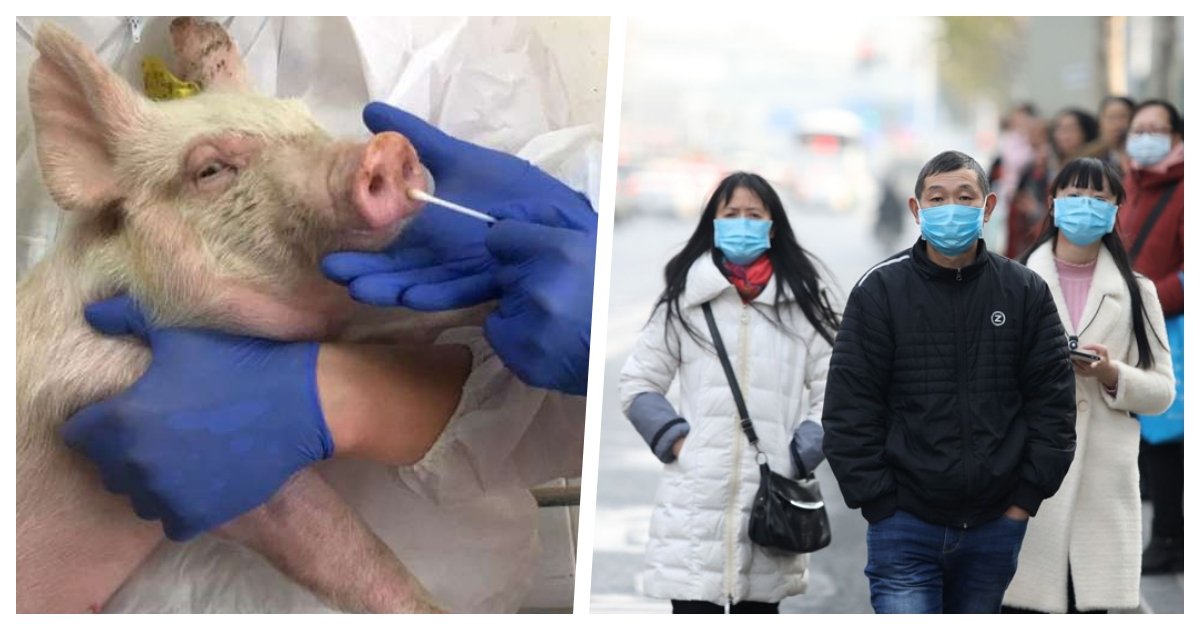 collage 2.jpg?resize=1200,630 - Chinese Researchers Discover Novel Swine Flu That Can Potentially Cause A Future Pandemic