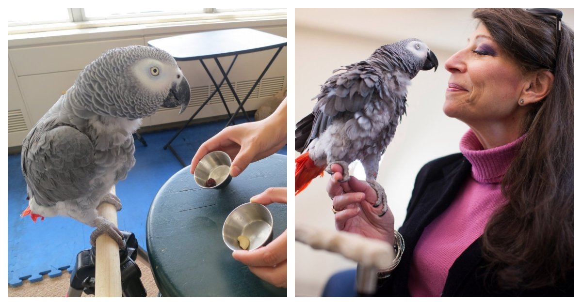 collage 22.jpg?resize=1200,630 - A Grey Parrot Outperforms Harvard University Students In a Test of Memory