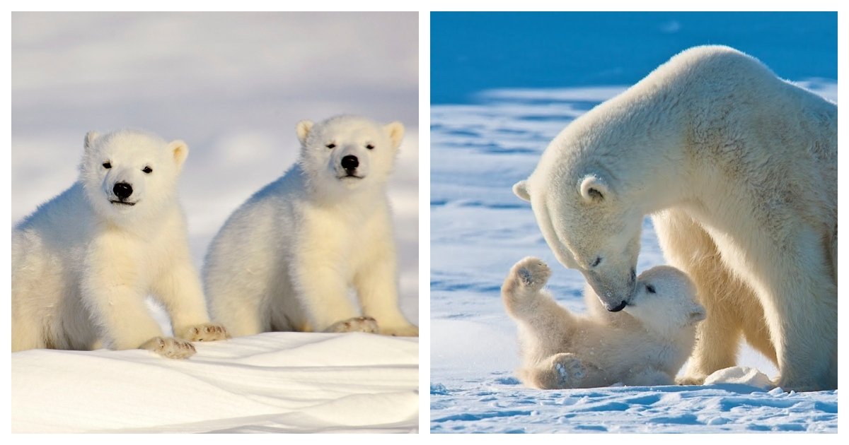 collage 53.jpg?resize=412,275 - Study Suggests Most Polar Bears May Go Extinct By 2100 Under Current Greenhouse Gas Emissions