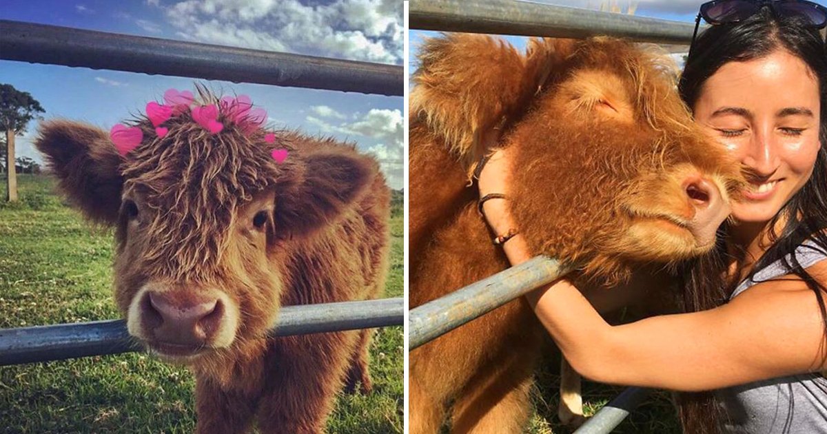 cows are cute.jpg?resize=412,275 - These 10 Fascinating Reasons Will Prove To You Why Cows Are Cute