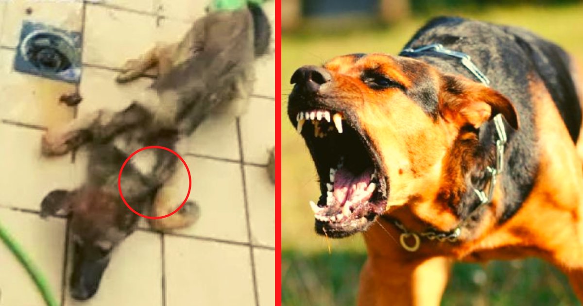 diseno sin titulo 111.png?resize=1200,630 - Joven Es Acusado De Lanzar Un Animal Vivo A Una Manada De Perros Hambrientos Para Que Se Lo Comieran