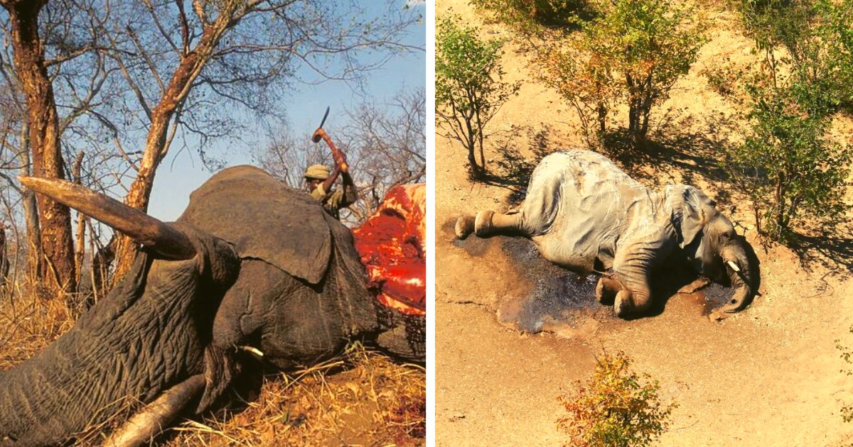 diseno sin titulo 15.png?resize=412,232 - Pierden La Vida Más De 200 Elefantes En Circunstancias Misteriosas Al Norte De Botsuana