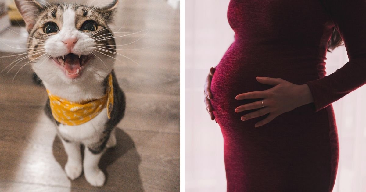 diseno sin titulo 46 1.jpg?resize=412,275 - Hombre Afirma Que Su Gato Malvado Dejó Embarazada A Su Esposa