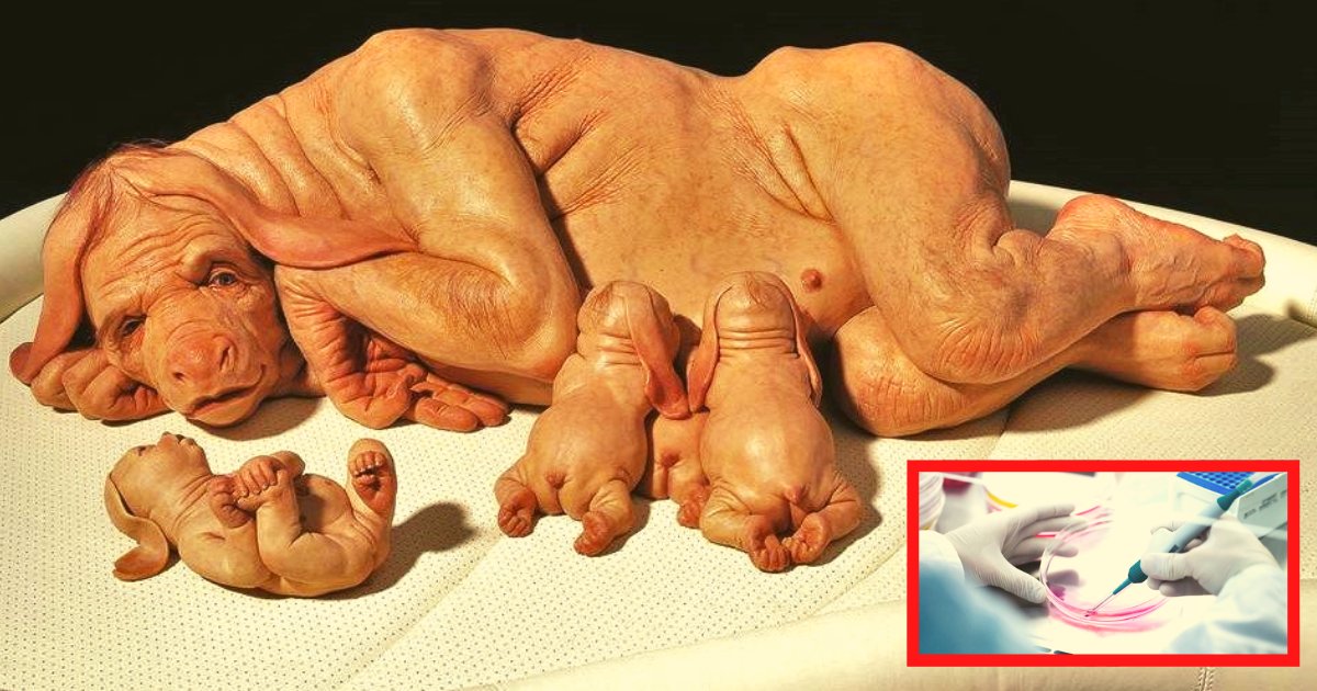 diseno sin titulo 80.png?resize=412,275 - Japón Intenta Crear "Humanimales", Una Especie De Embriones De Animales Con Células Madre Humanas
