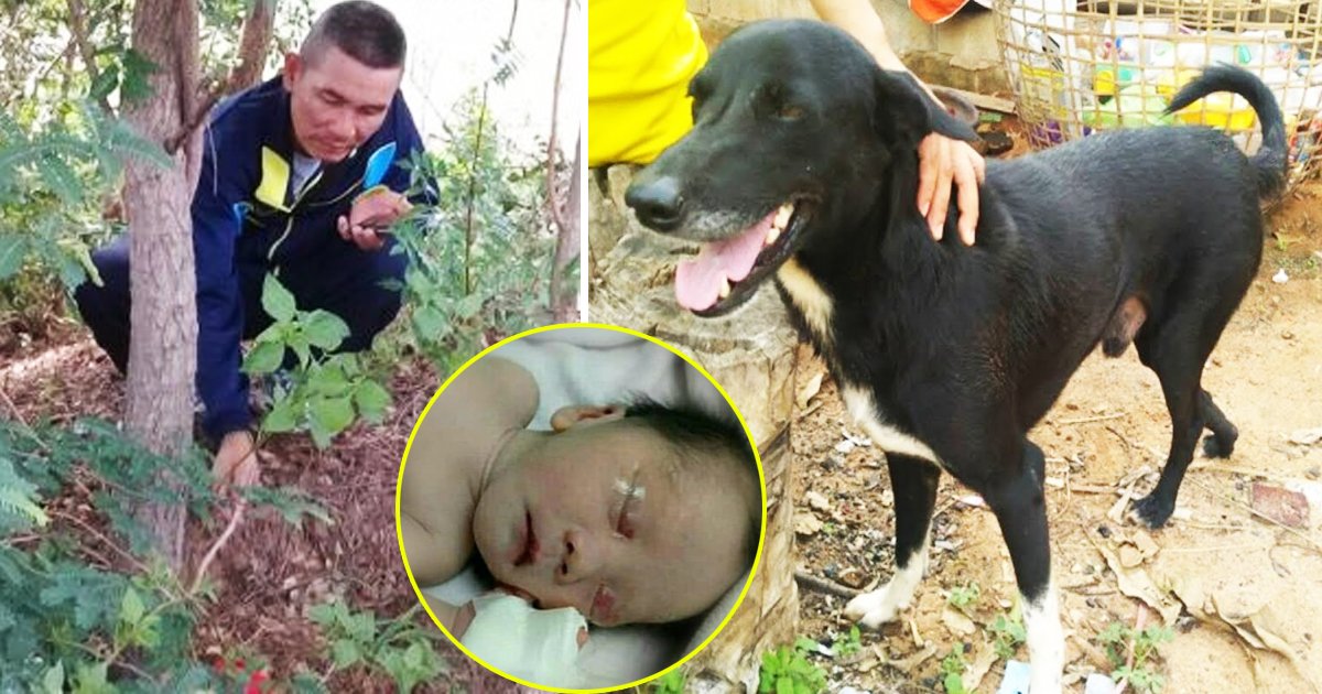 dog saves newborn.jpg?resize=300,169 - Hero Dog Saves Newborn After Teen Mom Buries Son Alive In Thailand