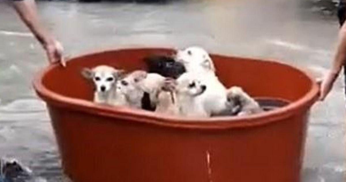 dogs3.jpg?resize=1200,630 - Couple Lost Everything But They Managed To Rescue Ten Dogs By Floating Them In A Bucket