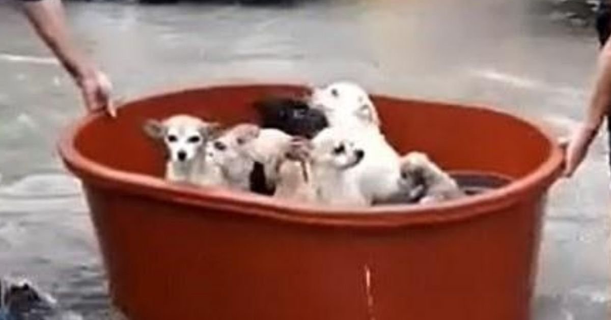 dogs3.jpg?resize=412,275 - Couple Lost Everything But They Managed To Rescue Ten Dogs By Floating Them In A Bucket