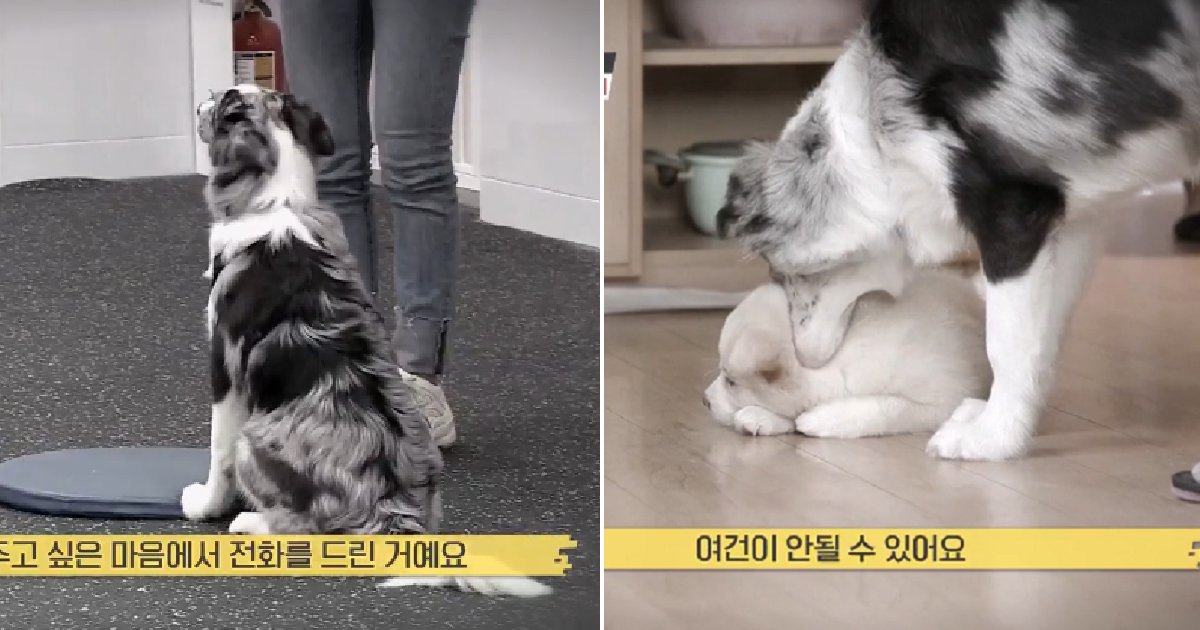 eca09cebaaa9 ec9786ec9d8c 31.png?fit=1024%2C538&ssl=1&strip=all - “동물학대 법리 검토 중”...‘개는 훌륭하다’ 보더콜리 견주 내사 착수한 경찰