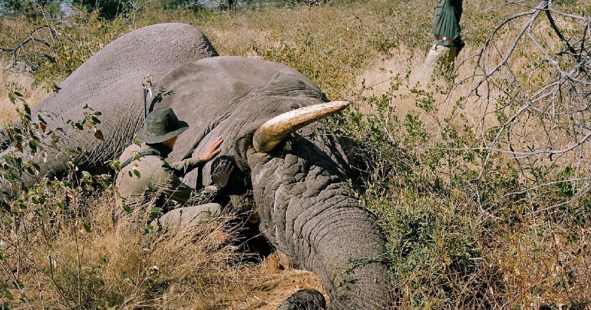 elephant.jpg?resize=412,232 - Botswana: ces dernières semaines, plus de 300 éléphants sont morts mystérieusement