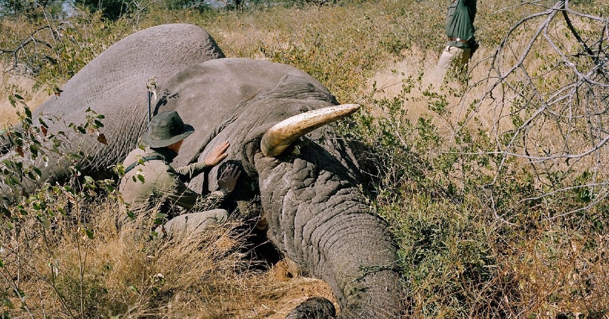 elephant.jpg?resize=412,275 - Botswana: ces dernières semaines, plus de 300 éléphants sont morts mystérieusement