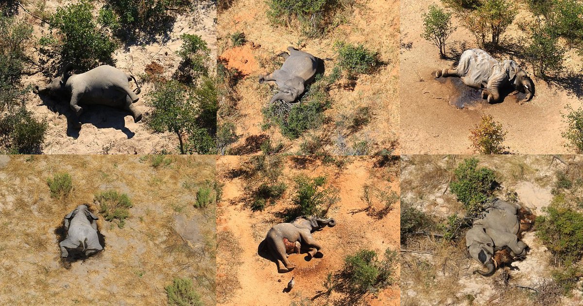 elephants died botswana.jpg?resize=1200,630 - More Than 350 Elephants Feared Dead In Botswana's Mysterious 'Die Off'