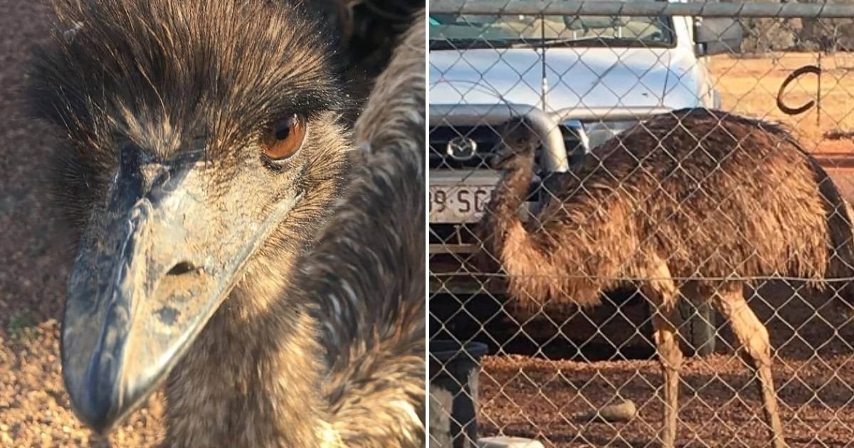 emus6.jpg?resize=412,275 - Two Emus Have Been Banned From A Pub For Misbehaving