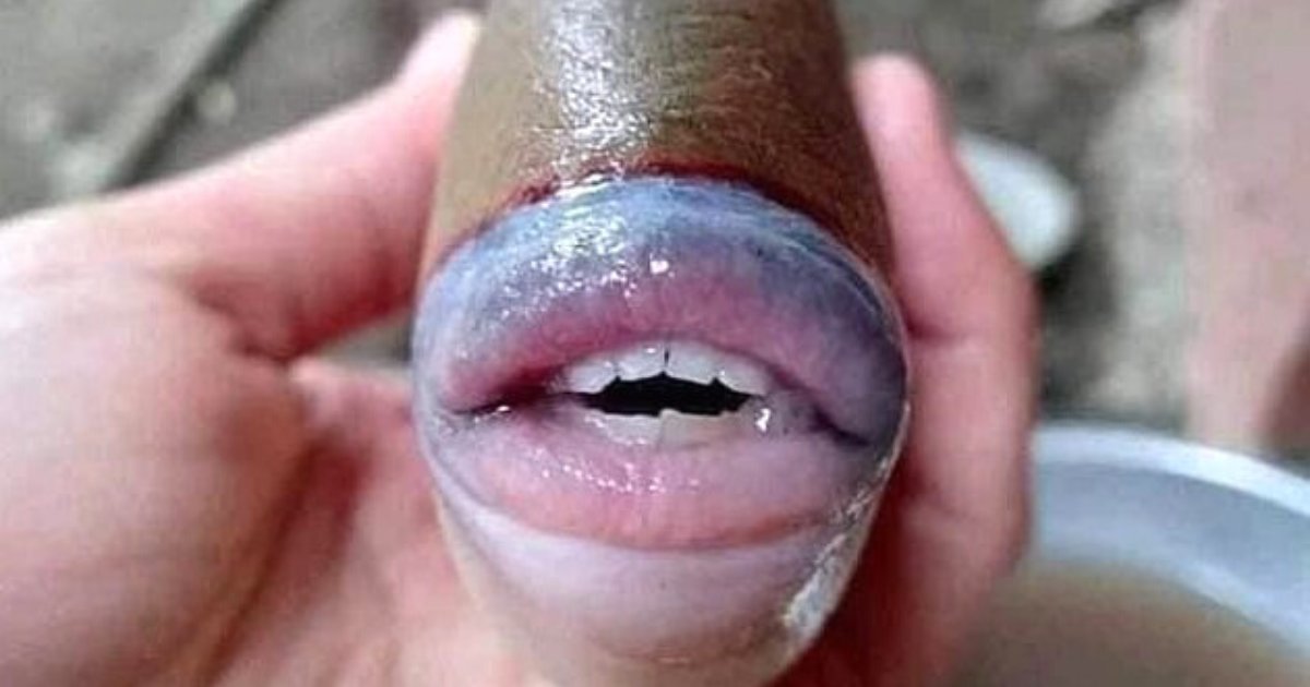 fish6.png?resize=1200,630 - Man Shares Photos Of Fish That Has Full Lips And Pearly White Human-Like Teeth