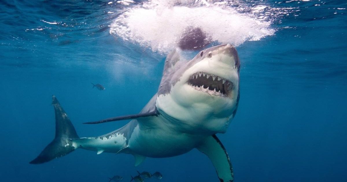 getty great white shark 110720 1120 e1595003951519.jpg?resize=1200,630 - Australie : un garçon de 10 ans survit à l'attaque d'un requin