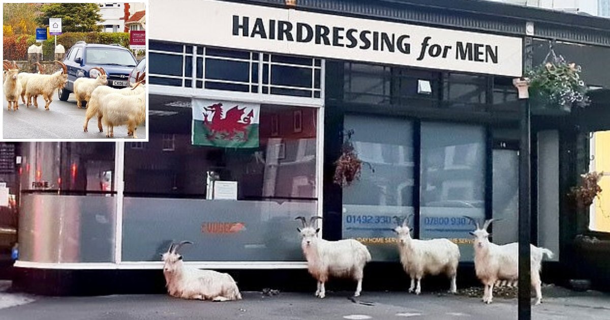 goats5.png?resize=1200,630 - Shaggy-Haired Goats Spotted Forming Orderly Queue Outside A Barbershop