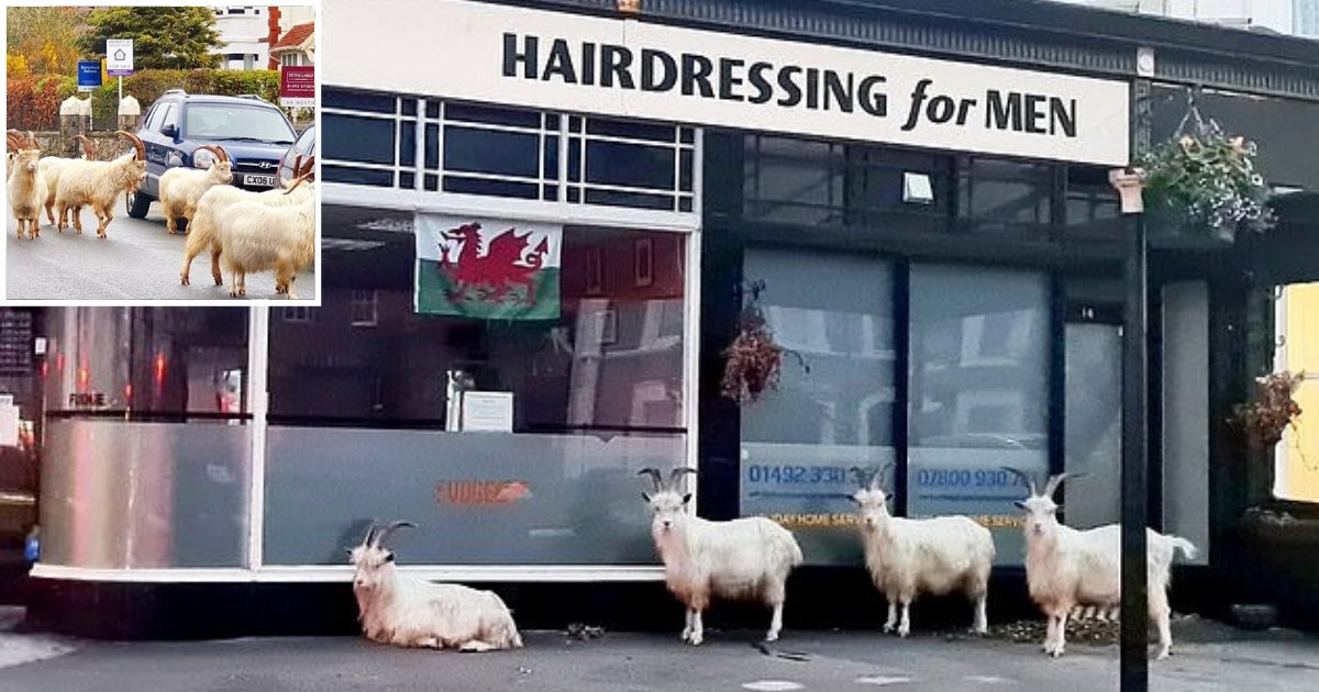 goats5.png?resize=412,275 - Shaggy-Haired Goats Spotted Forming Orderly Queue Outside A Barbershop