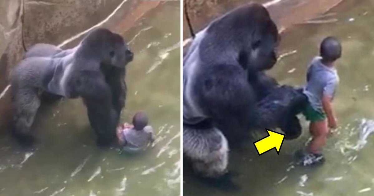 harambes death.jpg?fit=1024%2C538&ssl=1&strip=all - Zookeeper Makes Shocking Revelations Relating To Harambe’s Death