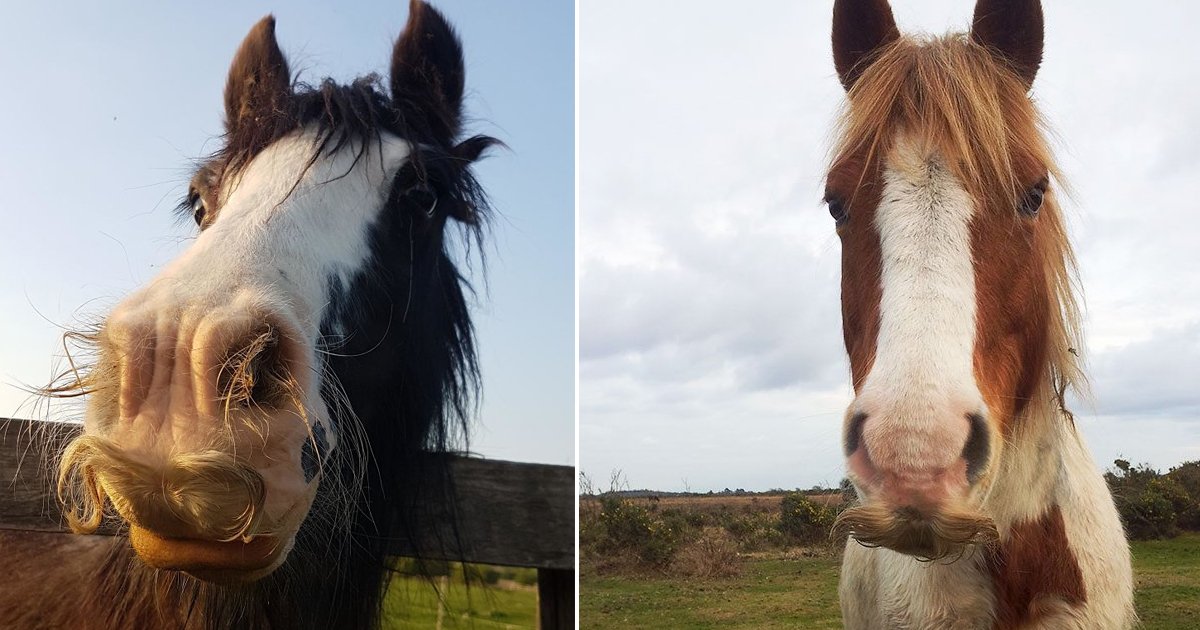 horses with mustaches.jpg?resize=1200,630 - Horses With Mustaches Exist And These 11 Images Are Hilarious Proof