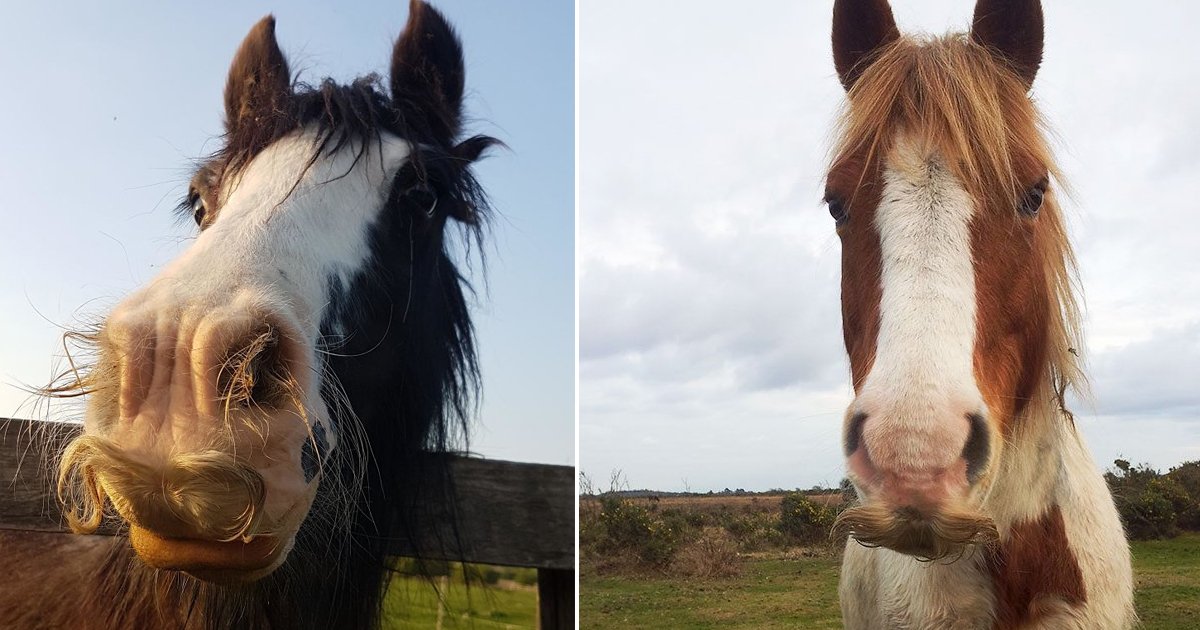 horses with mustaches.jpg?resize=412,275 - Horses With Mustaches Exist And These 11 Images Are Hilarious Proof