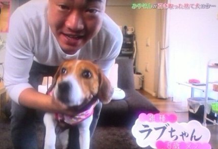 みやぞん 志村どうぶつ園 保護犬 企画に批判続出 嫌いになりそう 虐待を見てるよう Hachibachi