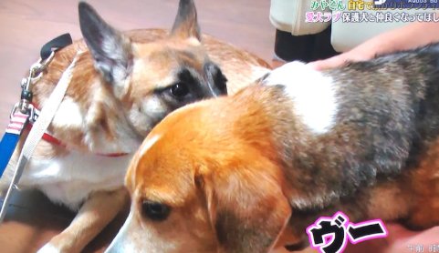 みやぞん 志村どうぶつ園 保護犬 企画に批判続出 嫌いになりそう 虐待を見てるよう Hachibachi