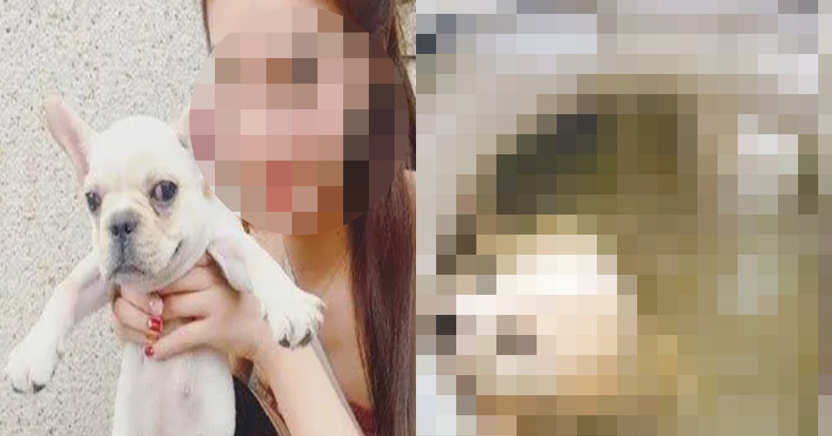 inu kiken.png?resize=1200,630 - 「人間の仕業か」公開され、世界を憤らせた中国の動物虐〇レベル