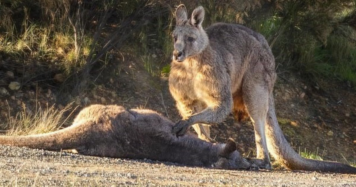 kangaroo4.png?resize=412,232 - Kangaroo Grieves The Death Of His Mate After She Was Hit By A Car With Joey In Her Pouch