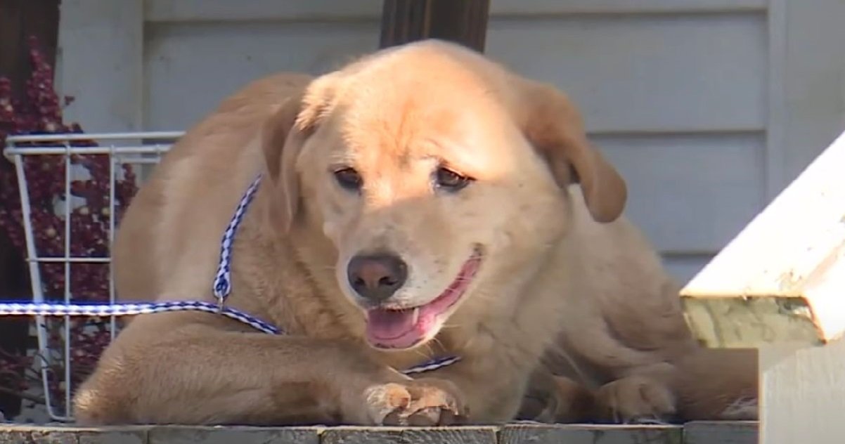 labrador.jpg?resize=412,275 - Cleo, ce labrador perdu qui a parcouru 90 kilomètres pour regagner son ancienne maison