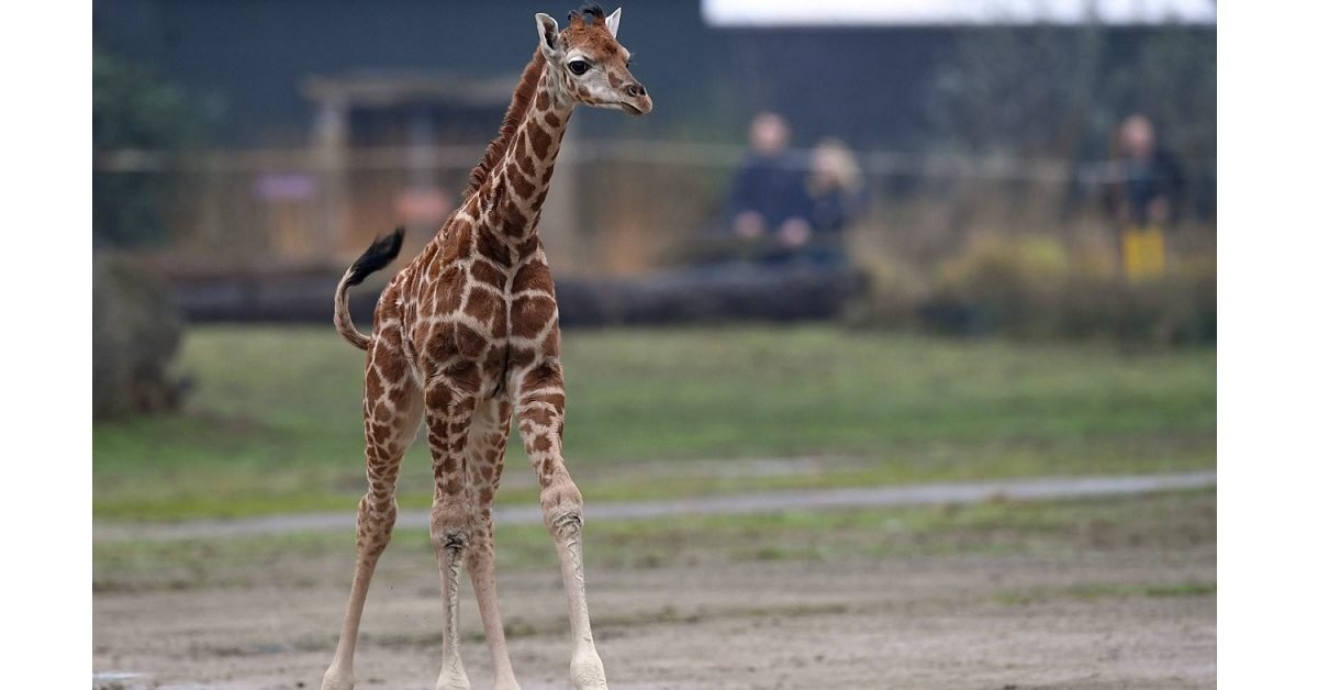 lalsace 1 e1596032492396.jpg?resize=1200,630 - Vidéo : C'est une première, un girafon est né au zoo du Bassin d’Arcachon
