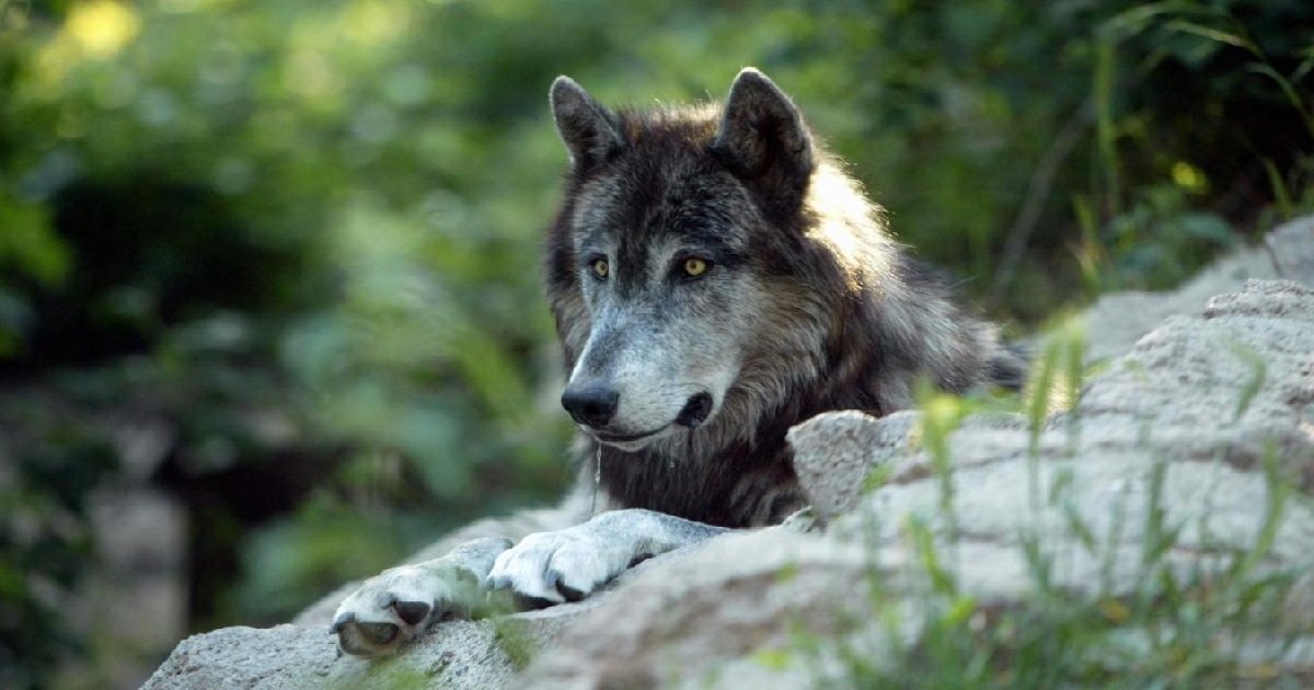 loup.jpg?resize=1200,630 - Animaux sauvages: les loups sont officiellement de retour en Seine-Maritime