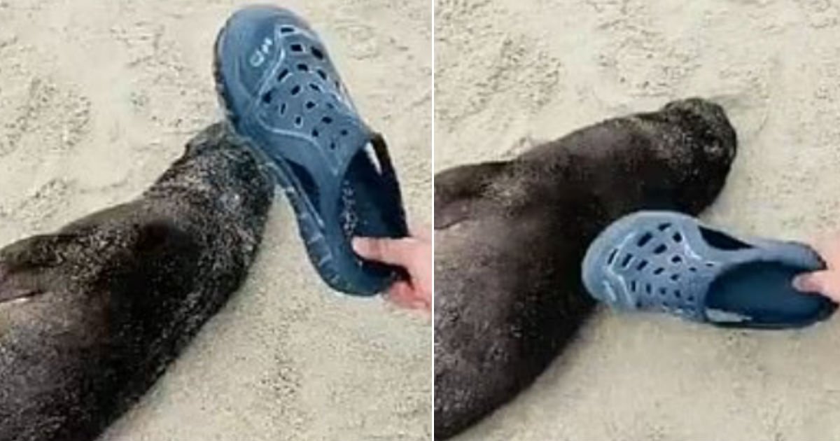 mg.jpg?resize=1200,630 - "야, 일어나!" 해변에서 쉬고 있는 아기 물개 깨워보겠다며 신발로 구타하고 낄낄 웃는 중국인 관광객