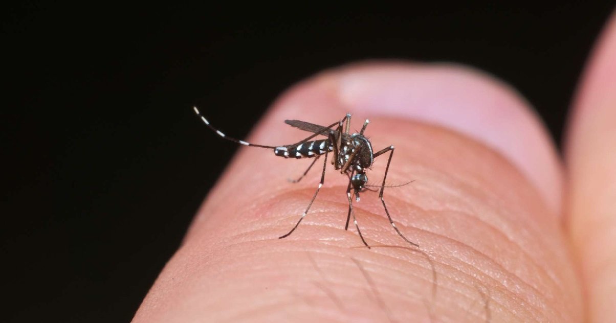 moustique 1.jpg?resize=1200,630 - Été 2020: l'Île-de-France en état d'alerte à cause du moustique tigre