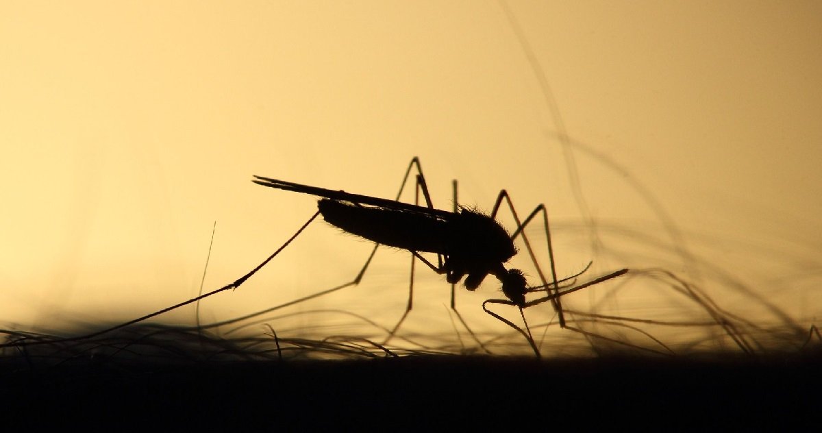 moustique.jpg?resize=412,275 - Mais au fait, pourquoi les moustiques piquent-ils plus le soir ?