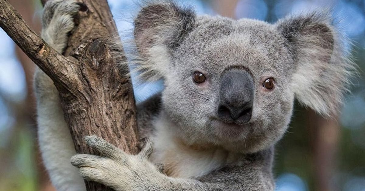 national geographic 1 e1593702703896.jpg?resize=1200,630 - Le koala pourrait disparaître du sud de l'Australie avant 2050