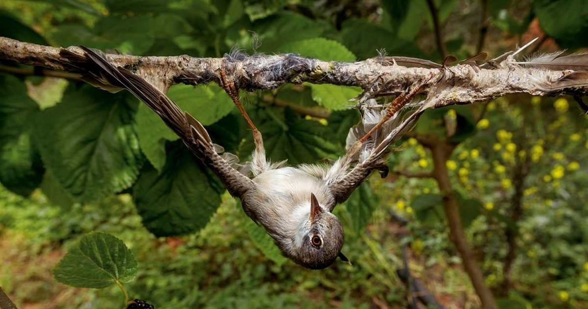 national geographic e1596111250641.jpg?resize=1200,630 - Barbara Pompili veut interdire la technique de chasse à la glu