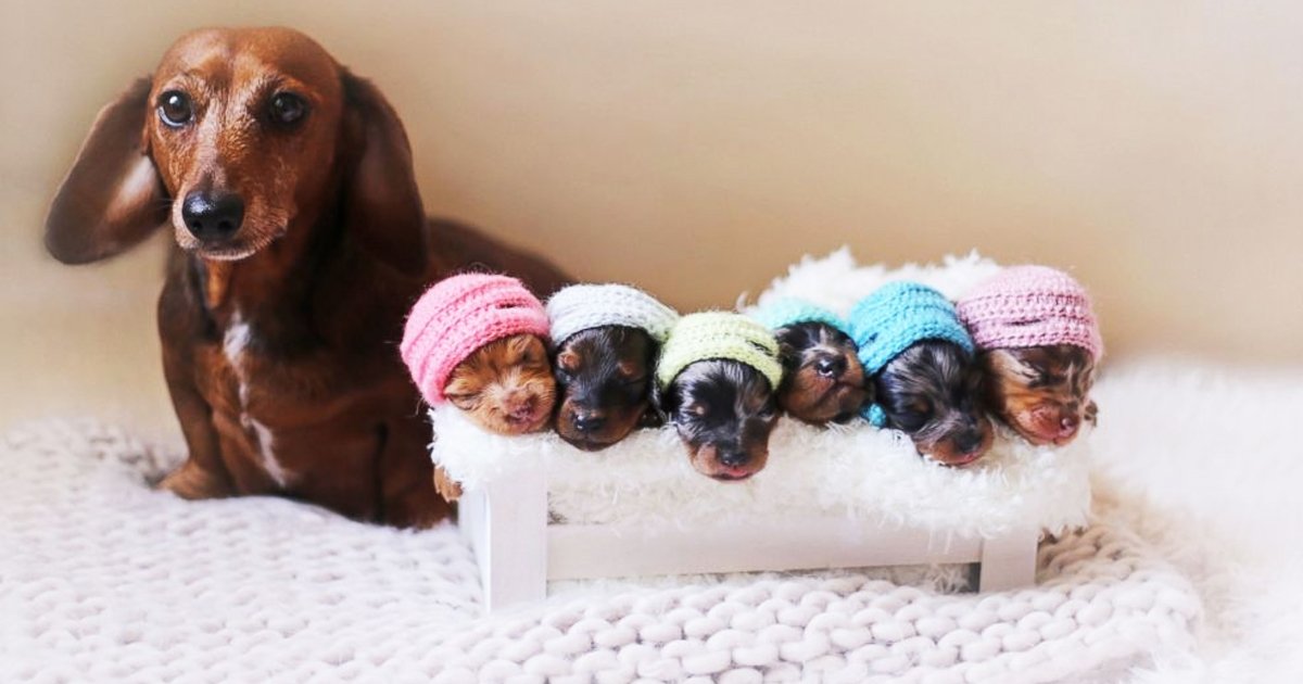oldest dachshund.jpg?fit=1024%2C538&ssl=1&strip=all - Oldest Dachshund: 10 Reasons to Get This Adorable Dog