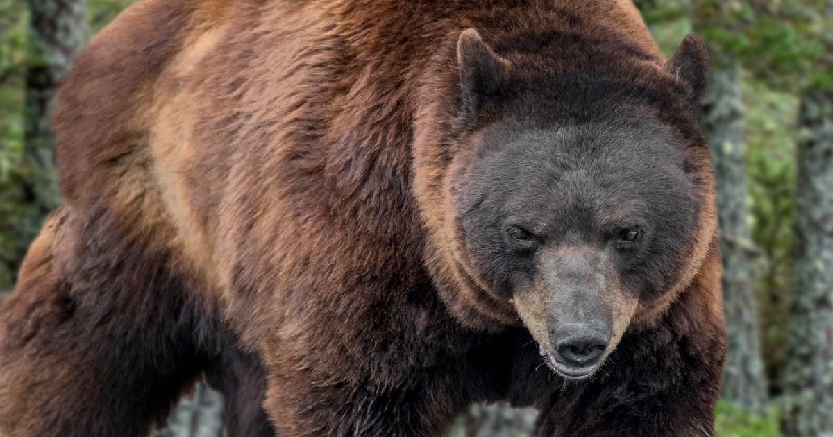 ours.jpg?resize=1200,630 - Occitanie: après une nouvelle attaque d'ours, le maire veut interdire les randonnées