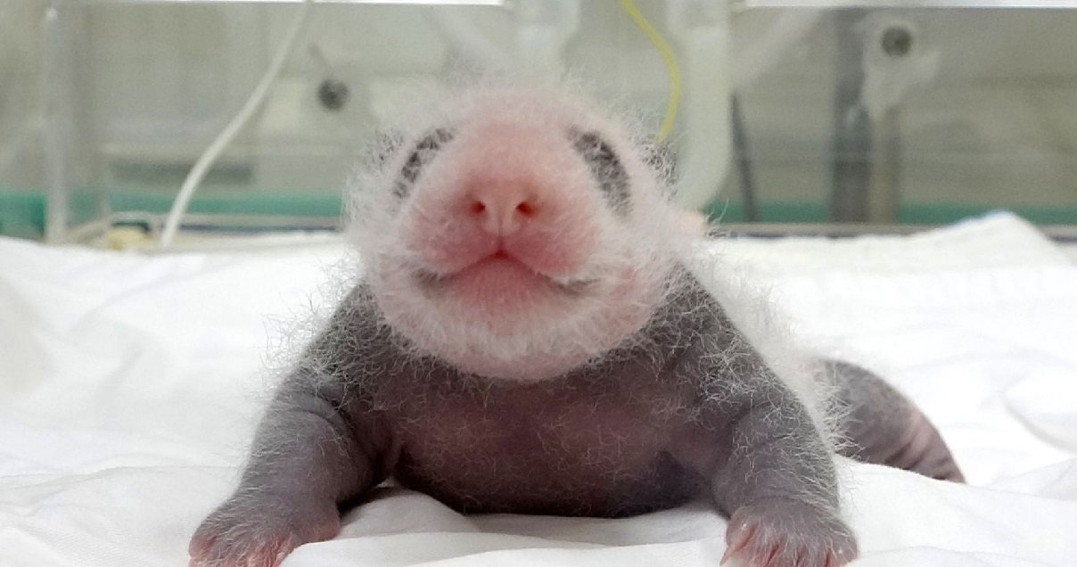 panda.jpg?resize=412,275 - Carnet Rose: un panda géant vient de donner naissance à un bébé en Corée du Sud