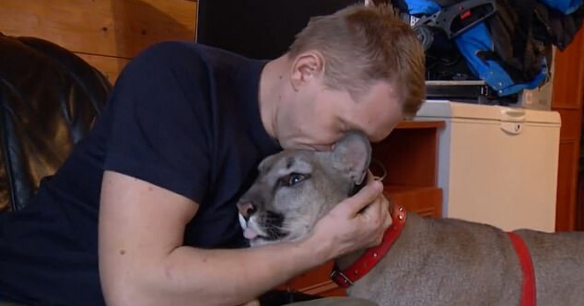 puma6.png?resize=412,275 - Police Hunt War Veteran And His Puma After He Ran Away To Avoid Handing Over His Pet
